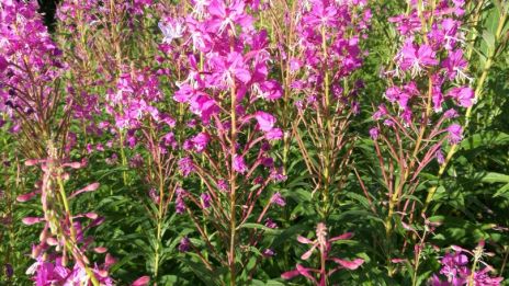 Vårens magi runt sierskans stuga